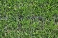 geoGRASS w fazie wzrostu