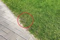 geoGRASS w zastosowaniu